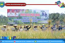 GUBERNUR SUMSEL H. HERMAN DERU PANEN RAYA PADI SAWAH DAN RESTOCKING 200 RIBU BENIH IKAN DI DANAU RANAU BERSAMA PJS.BUPATI OKU SELATAN DAN FORKOPIMDA