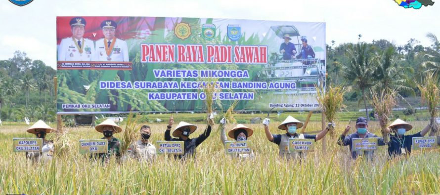 GUBERNUR SUMSEL H. HERMAN DERU PANEN RAYA PADI SAWAH DAN RESTOCKING 200 RIBU BENIH IKAN DI DANAU RANAU BERSAMA PJS.BUPATI OKU SELATAN DAN FORKOPIMDA