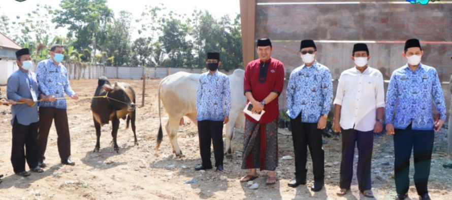 KORPRI KABUPATEN OKU SELATAN SERAHKAN HEWAN KURBAN 2 EKOR SAPI KEPADA PENGURUS MASJID AL- MUHTADIN.