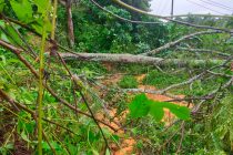 HIMBAUAN TANAH LONGSOR DAN POHON TUMBANG DI JALAN TEBING CIPAI DESA TENANG KECAMATAN KISAM TINGGI KABUPATEN OKU SELATAN