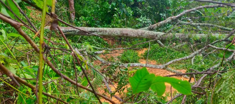HIMBAUAN TANAH LONGSOR DAN POHON TUMBANG DI JALAN TEBING CIPAI DESA TENANG KECAMATAN KISAM TINGGI KABUPATEN OKU SELATAN