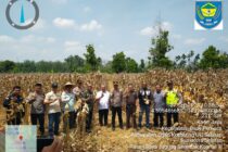 PANEN RAYA JAGUNG SERENTAK KUARTAL III TAHUN 2025 DI DESA KARET JAYA, BUAY PEMACA