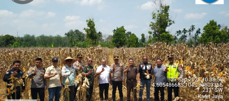 PANEN RAYA JAGUNG SERENTAK KUARTAL III TAHUN 2025 DI DESA KARET JAYA, BUAY PEMACA