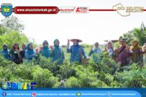 KETUA TP-PKK OKU SELATAN PANEN CABAI DI DESA TANJUNG JAYA KECAMATAN BUAY PEMACA