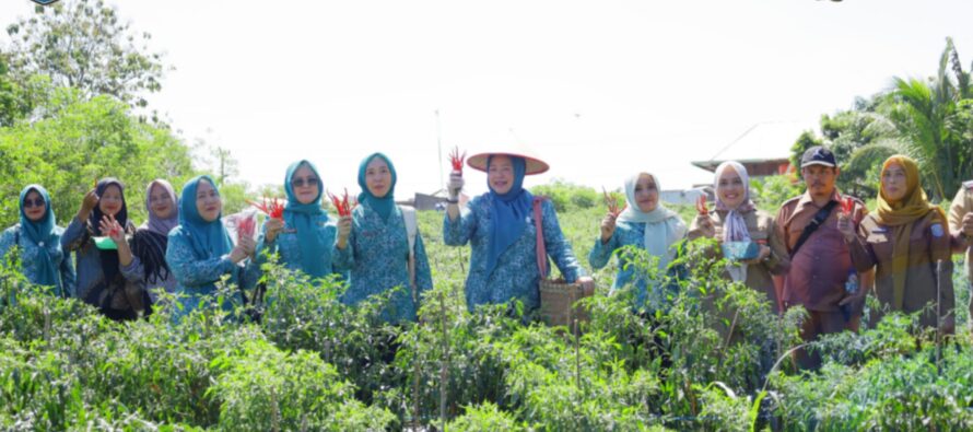 KETUA TP-PKK OKU SELATAN PANEN CABAI DI DESA TANJUNG JAYA KECAMATAN BUAY PEMACA